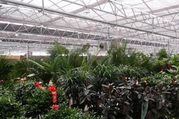 玻璃温室种植什么较好