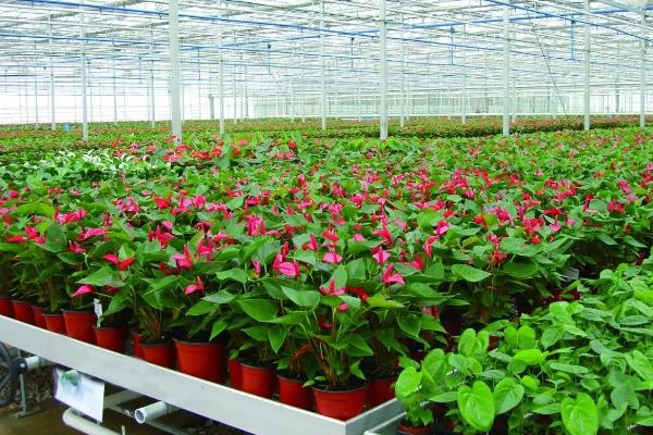 玻璃温室种植什么较好