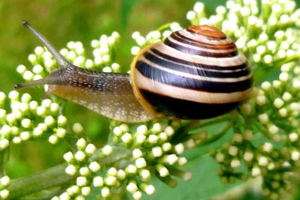 蜗牛是怎么换新壳的