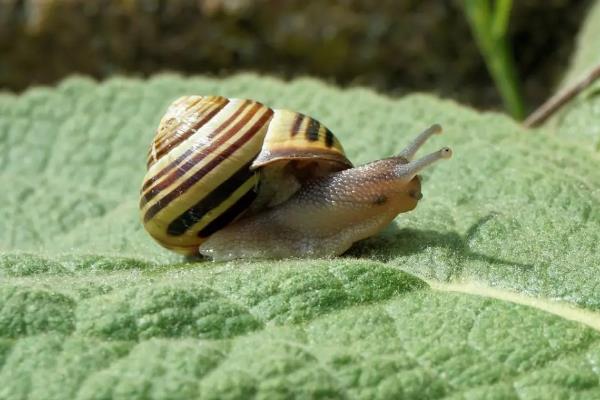 蜗牛是怎么换新壳的