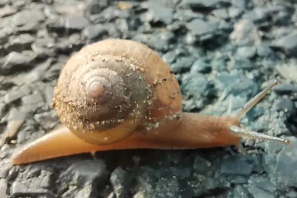 蜗牛的外形特点