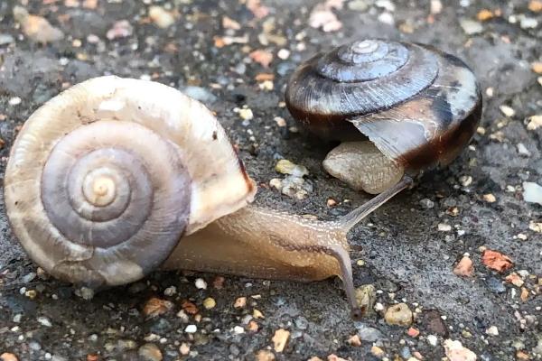 蜗牛的外形特点