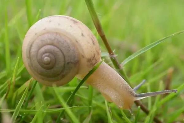 蜗牛的外形特点