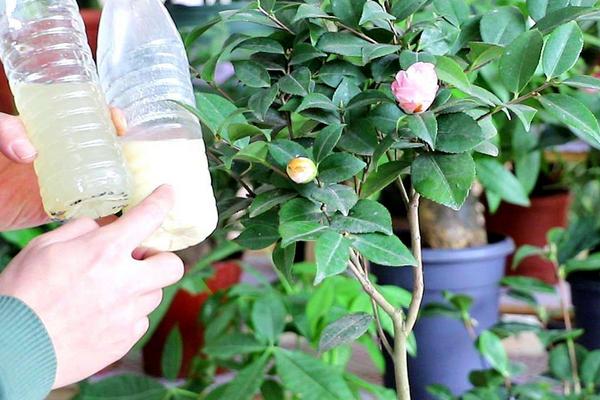 人尿是氮肥还是钾肥