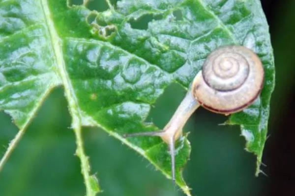 蜗牛在哪里能找到