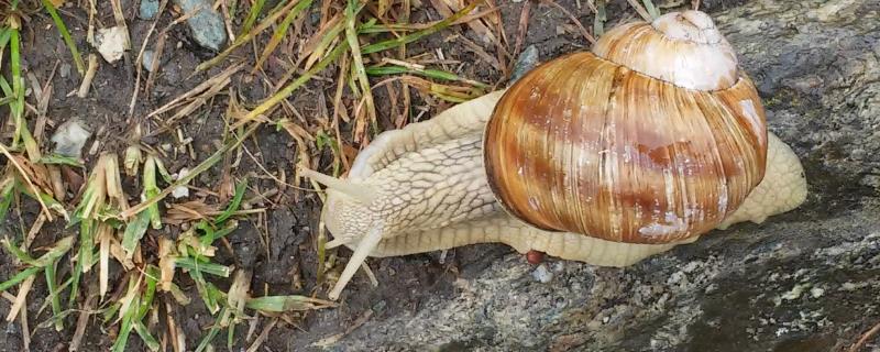 冬天有蜗牛吗