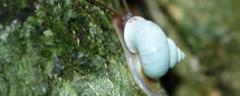 蜗牛的品种