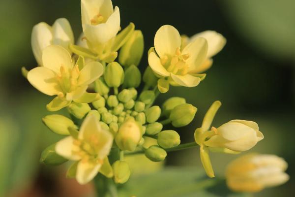 十字花科水果有哪些