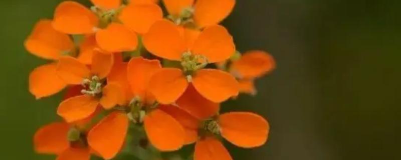 十字花科水果有哪些