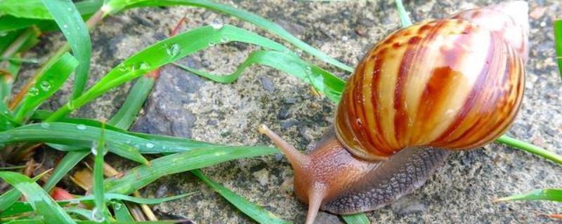 蜗牛的颜色有哪些