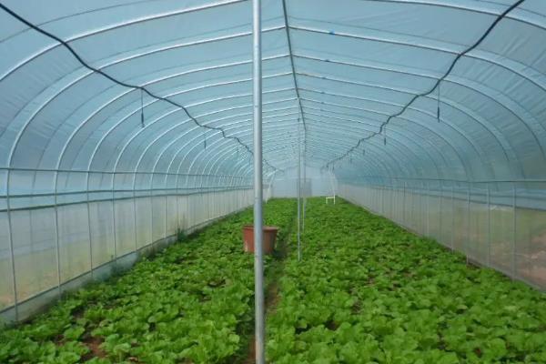 冬天暖棚适合种什么菜