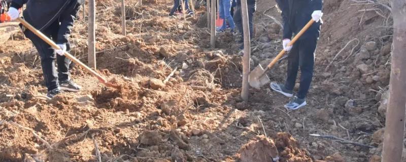 冬天栽树需要浇水吗