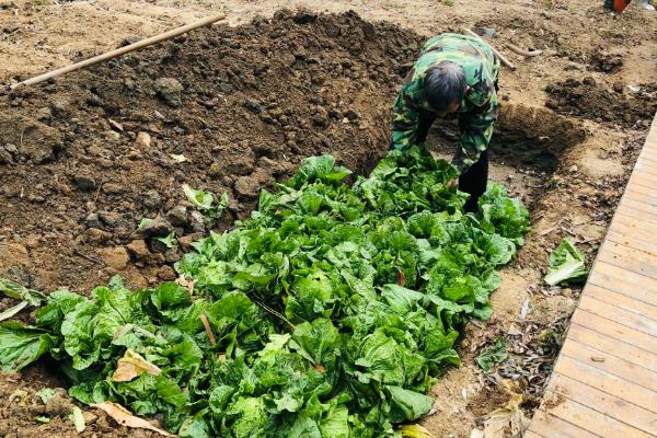 冬季怎样储存白菜