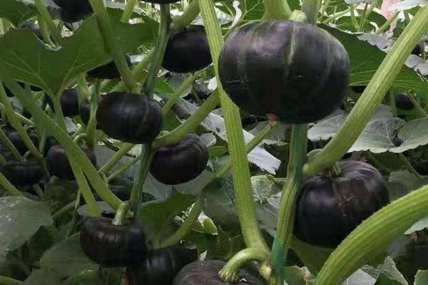 贝贝南瓜生长周期多少天