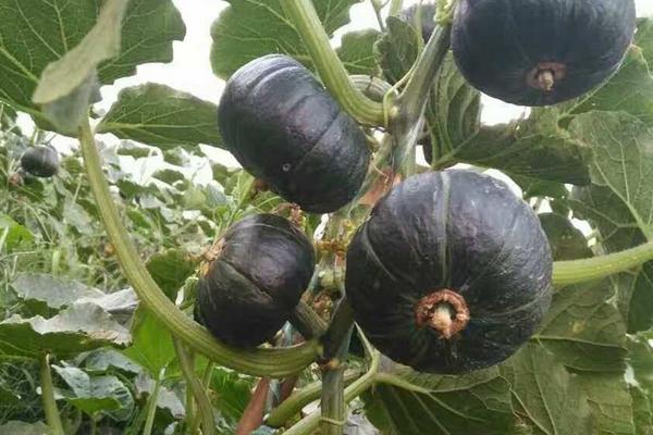 贝贝南瓜生长周期多少天