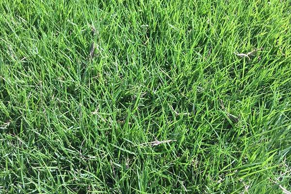 百慕大草坪冬天常绿吗