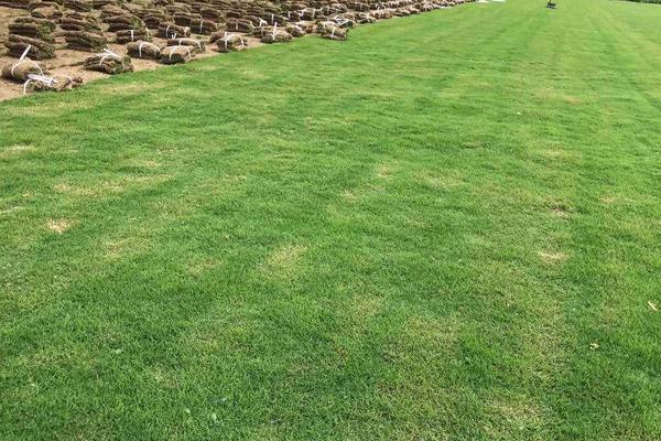 百慕大草坪冬天常绿吗