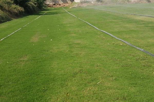 百慕大草坪冬天常绿吗