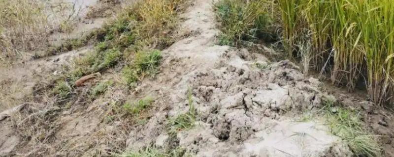 碱地适合种植什么农作物?