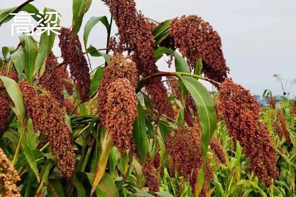 碱地适合种植什么农作物?