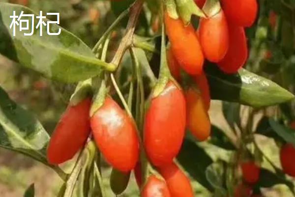 碱地适合种植什么农作物?