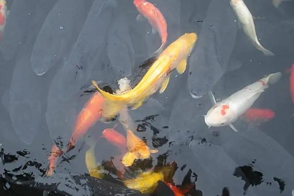 锦鲤鱼怎么喂食