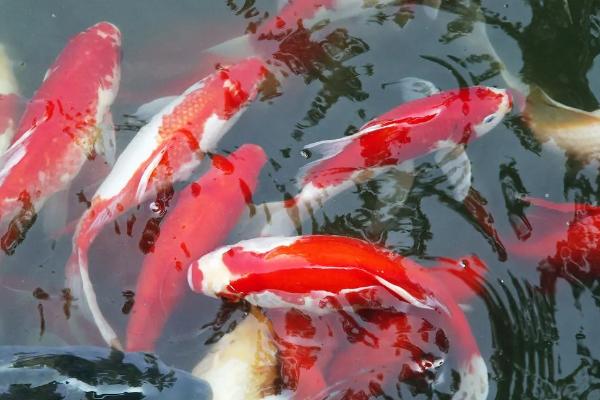 锦鲤鱼怎么喂食