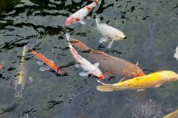 锦鲤鱼怎么喂食