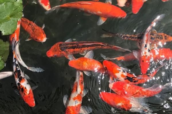 锦鲤鱼怎么喂食