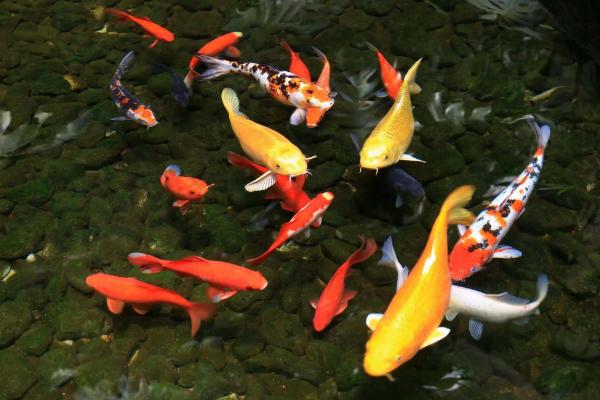 锦鲤鱼怎么喂食