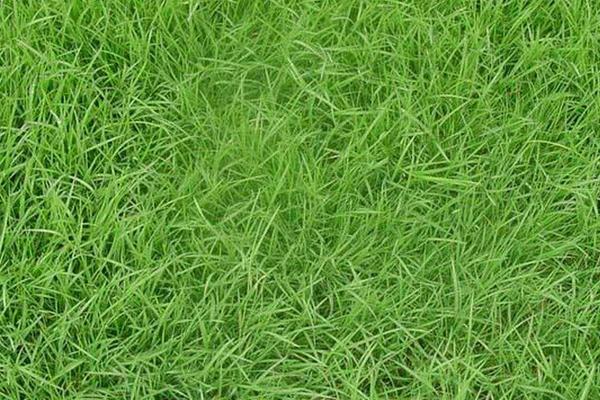 百慕大草坪几月份停止生长