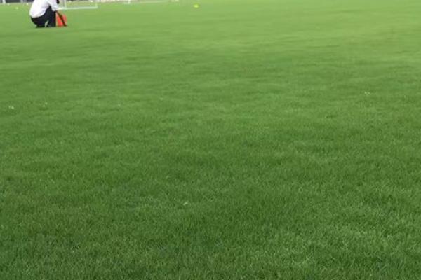 百慕大草坪几月份停止生长