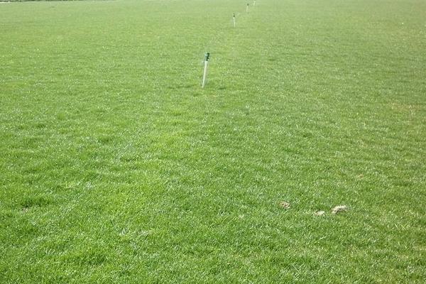 百慕大草坪几月份停止生长