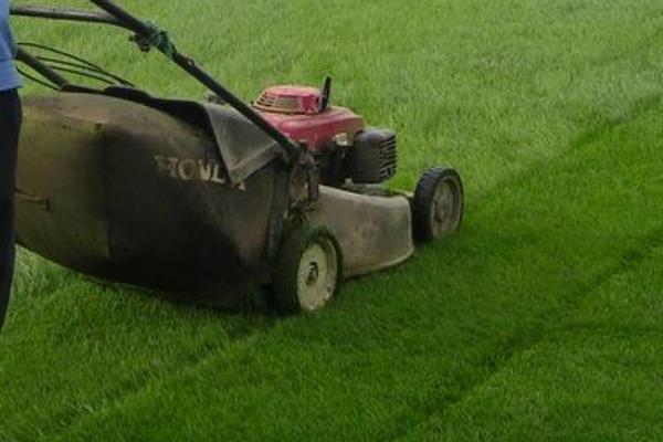 百慕大草坪几月份停止生长