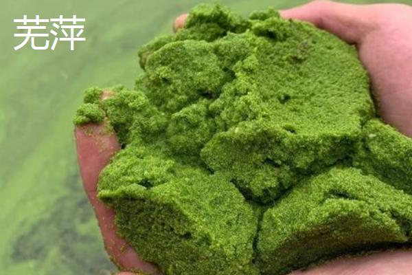 锦鲤鱼饲料买哪种