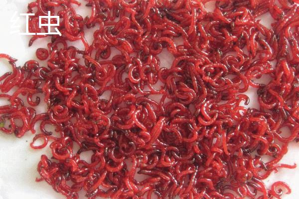 锦鲤鱼饲料买哪种