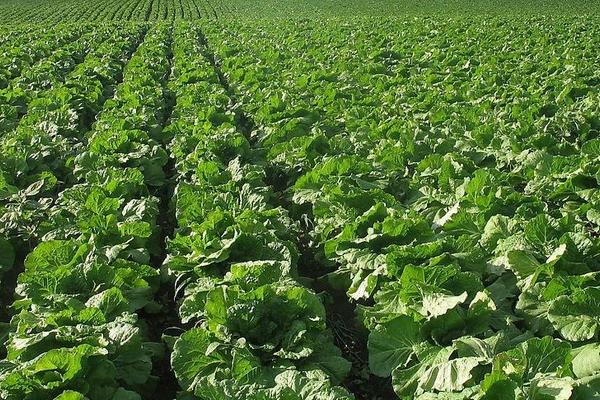 北方白菜几月份种植合适