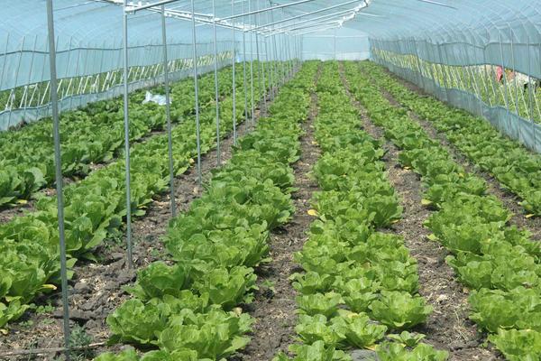 北方白菜几月份种植合适