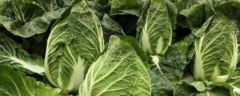 白菜的特点