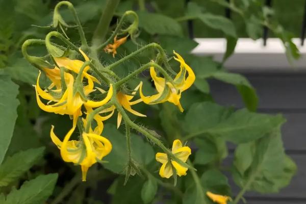 西红柿的生长过程记录