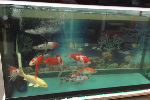 锦鲤鱼为什么跳缸