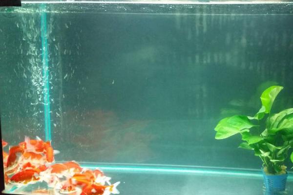 锦鲤鱼为什么跳缸