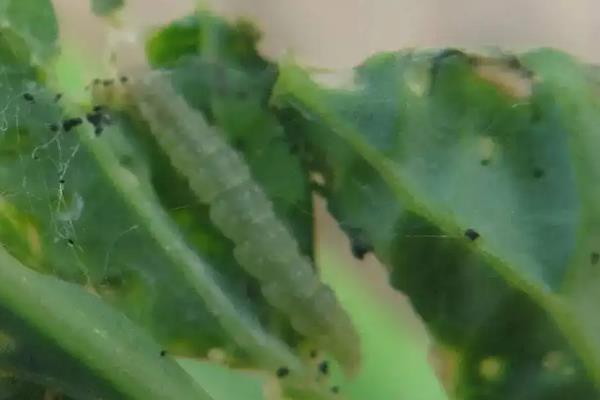 甲维虫螨腈能杀什么虫