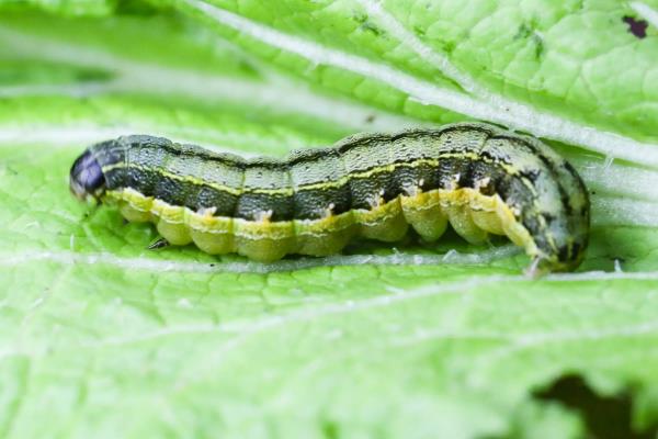 甲维虫螨腈能杀什么虫