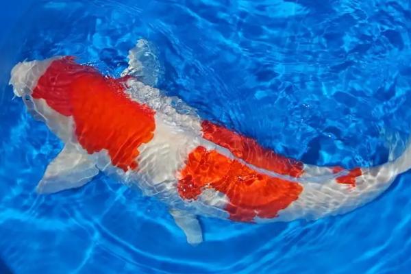 锦鲤鱼为什么跳缸