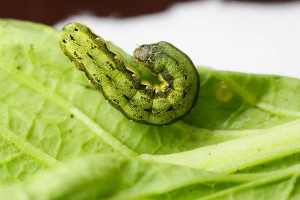 甲维虫螨腈能杀什么虫