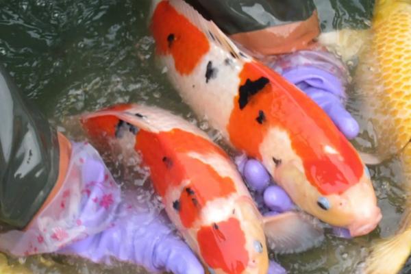 锦鲤鱼为什么跳缸