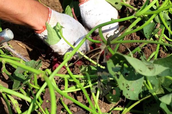 红薯苗成活后怎么施肥和管理