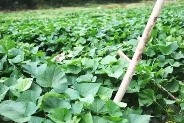 红薯苗成活后怎么施肥和管理