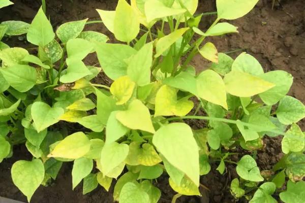 红薯苗缺氮肥的表现